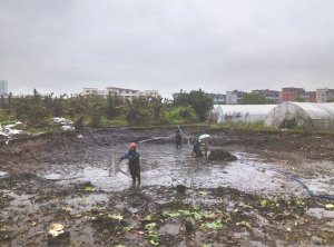 大城河道鱼塘清淤